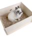 Bunny Interactive Digging Box