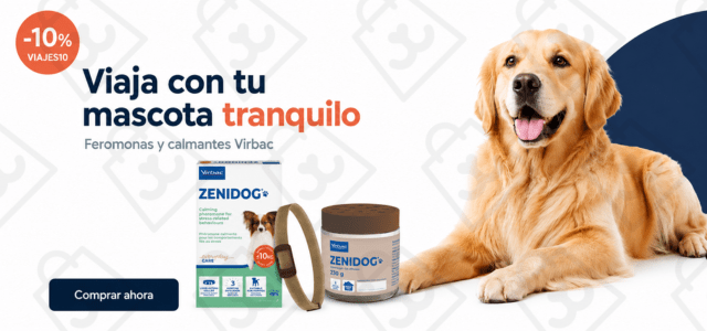 ZENIDOG_VERANO