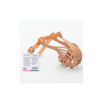 Covetrus Bozal De Plástico Para Perro