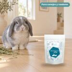 Conejo enano junto a Bunny Nature goVet BRONCHOplex Complemento Respiratorio para Conejos y Roedores 325 g
