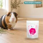 Cobaya junto a Bunny Nature goVet HEPAplex Complemento Hepático para Conejos y Roedores 325 g