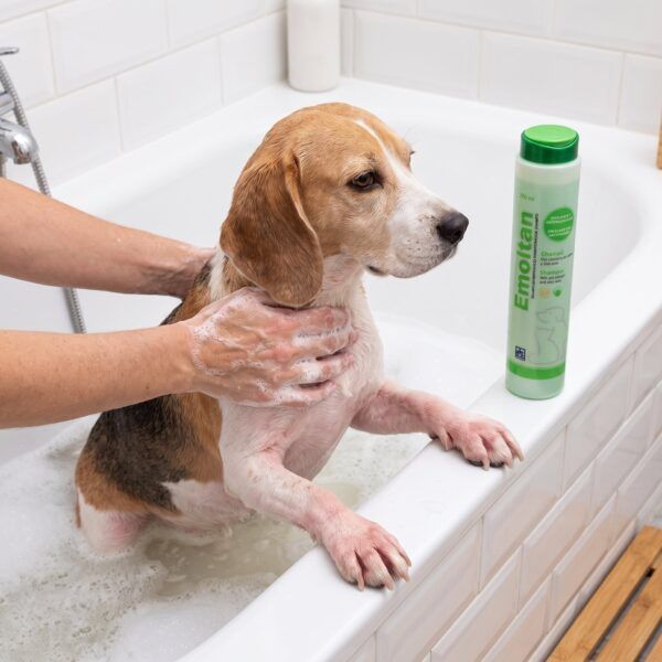 Calier Emoltan Champú Emoliente Para Perros Y Gatos 250 Ml en uso