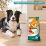Perro junto a Farmina N&D Ancestral Grain Pollo y Granada Pienso para Perros Medianos y Grandes 12 kg + 3 kg