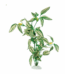 Ferplast Planta de Seda BLU 9089 para Acuario 10 cm