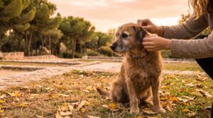Perro en un parque en otoño mientras le revisan el pelo detrás de la oreja
