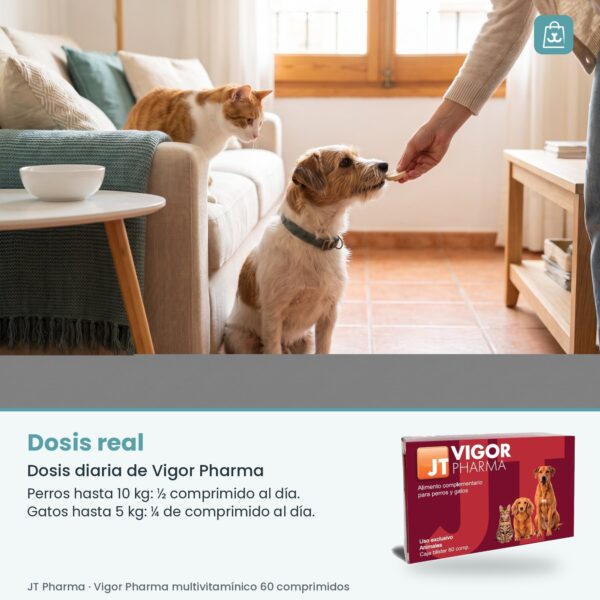 Persona dando medio comprimido de Vigor Pharma en la mano a un perro pequeño