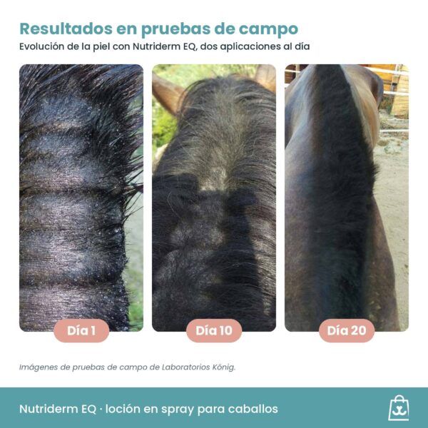 Resultados de Nutriderm EQ en la piel del caballo a los días 1, 10 y 20