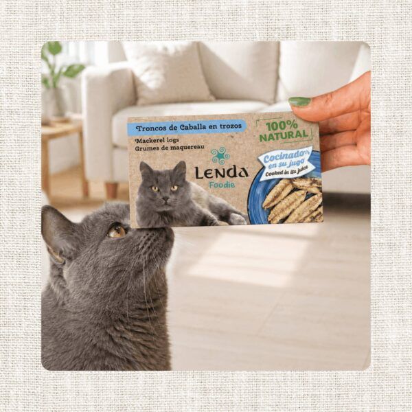 Gato gris mirando una lata de Lenda Foodie troncos de caballa