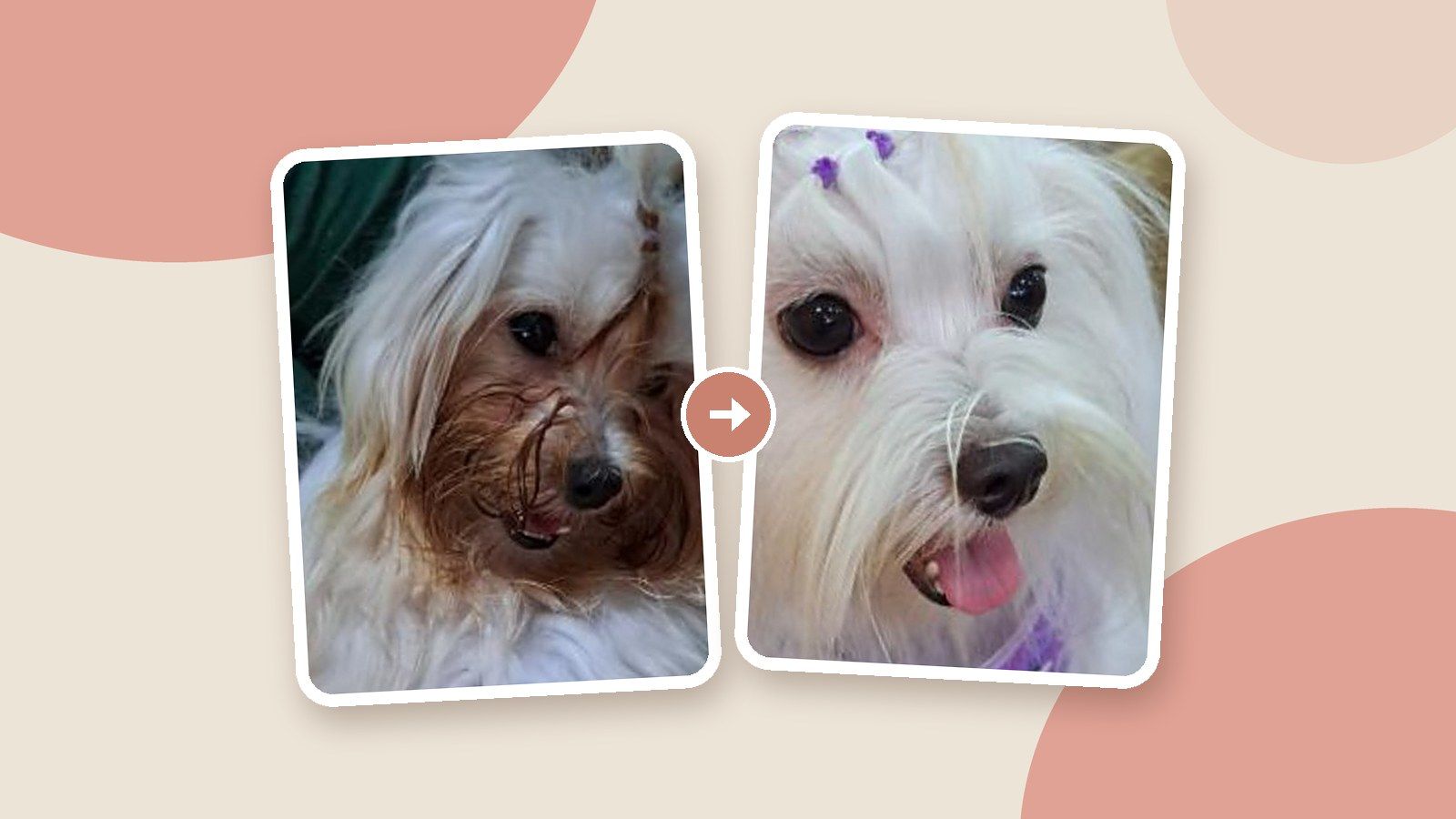Maltesa Zoe antes y después: manchas de lágrimas alrededor de los ojos en un perro blanco