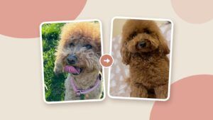 Caniche toy Chanel antes y después: pelo marrón apagado y pelo marrón brillante