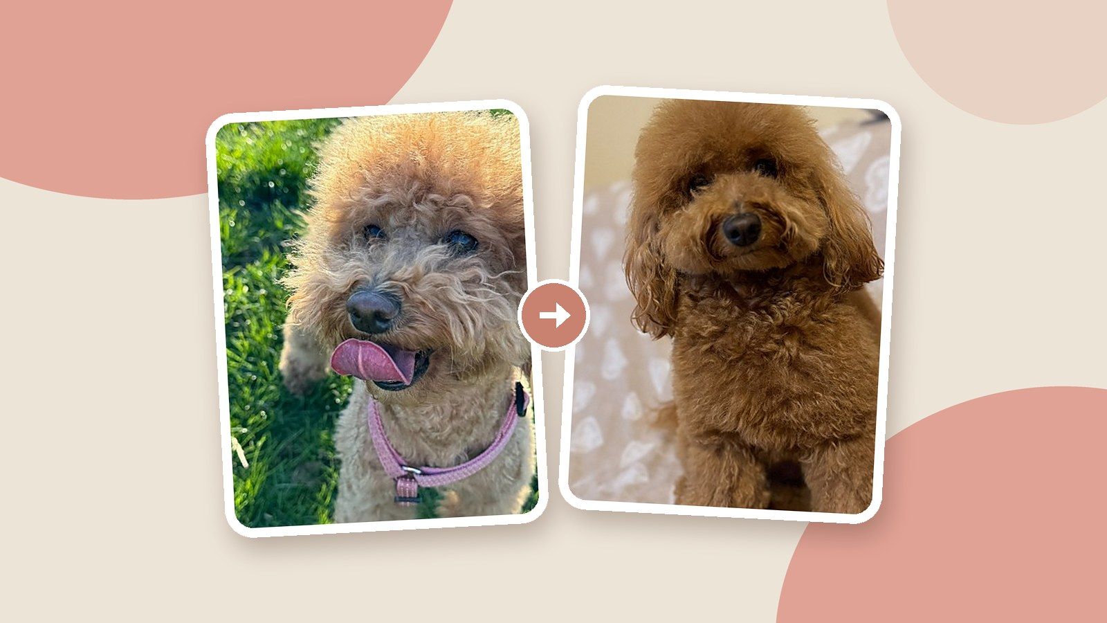 Caniche toy Chanel antes y después: pelo marrón apagado y pelo marrón brillante