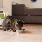Detalle del producto Virbac HPM Urology U2 Pienso Para Gatos